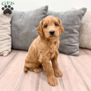 Clifford, Mini Goldendoodle Puppy