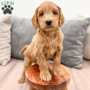Clifford, Mini Goldendoodle Puppy