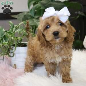 Kody, Cockapoo Puppy