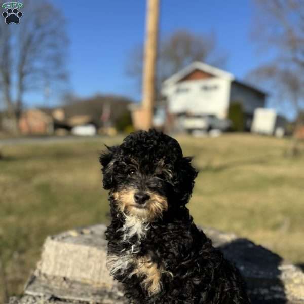 Messie, Yorkie Poo Puppy