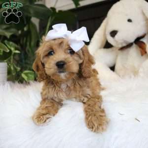 Kody, Cockapoo Puppy