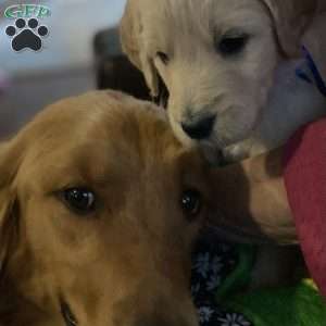 Blue, Goldendoodle Puppy