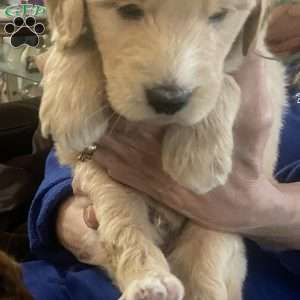Green, Goldendoodle Puppy