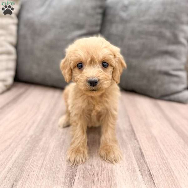 April, Mini Goldendoodle Puppy