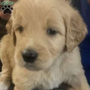 White, Goldendoodle Puppy
