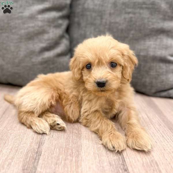 April, Mini Goldendoodle Puppy