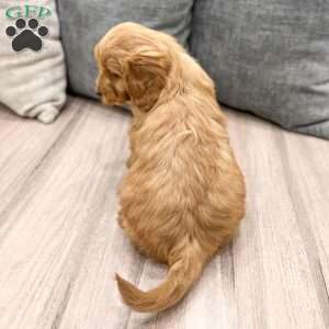 Charlie, Mini Goldendoodle Puppy