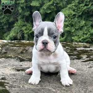 Nash, French Bulldog Puppy
