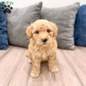 Piper, Mini Goldendoodle Puppy