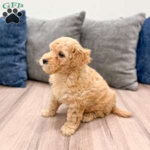 Piper, Mini Goldendoodle Puppy