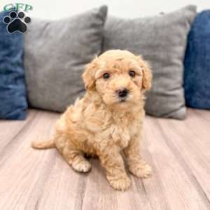 Piper, Mini Goldendoodle Puppy