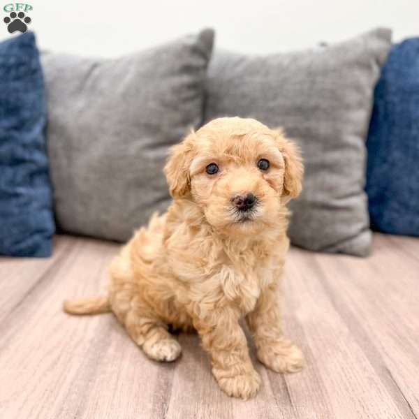 Piper, Mini Goldendoodle Puppy