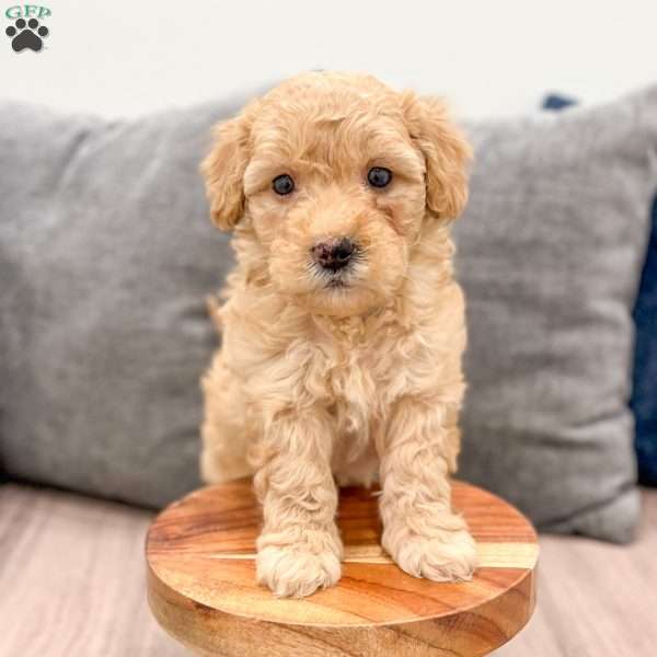 Piper, Mini Goldendoodle Puppy