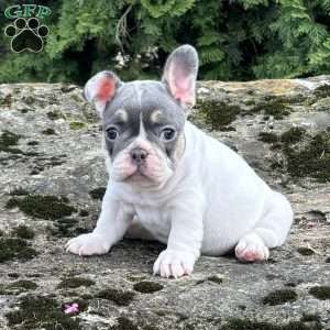Navi, French Bulldog Puppy