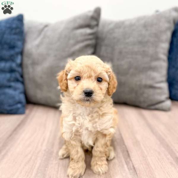 Milo, Mini Goldendoodle Puppy