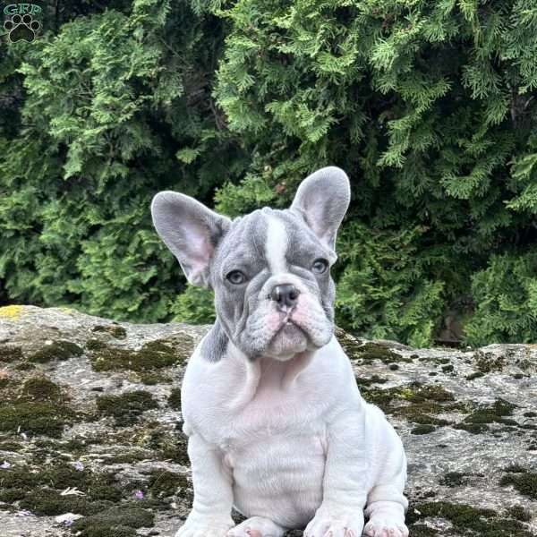 Namaan, French Bulldog Puppy
