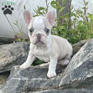 Nacho, French Bulldog Puppy