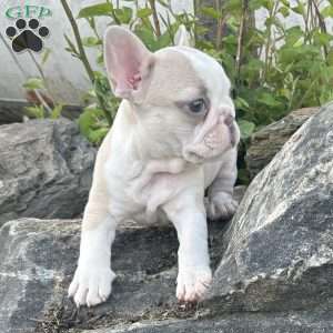 Nacho, French Bulldog Puppy