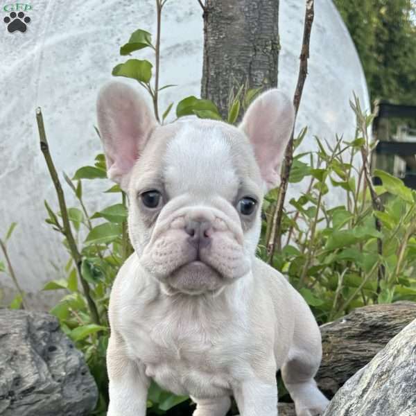 Nacho, French Bulldog Puppy