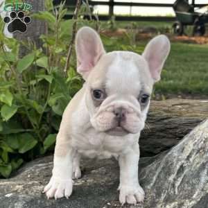 Nacho, French Bulldog Puppy