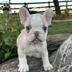 Nacho, French Bulldog Puppy