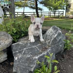 Nacho, French Bulldog Puppy