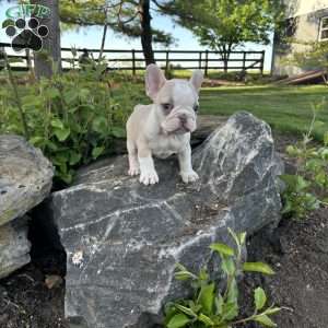 Nacho, French Bulldog Puppy