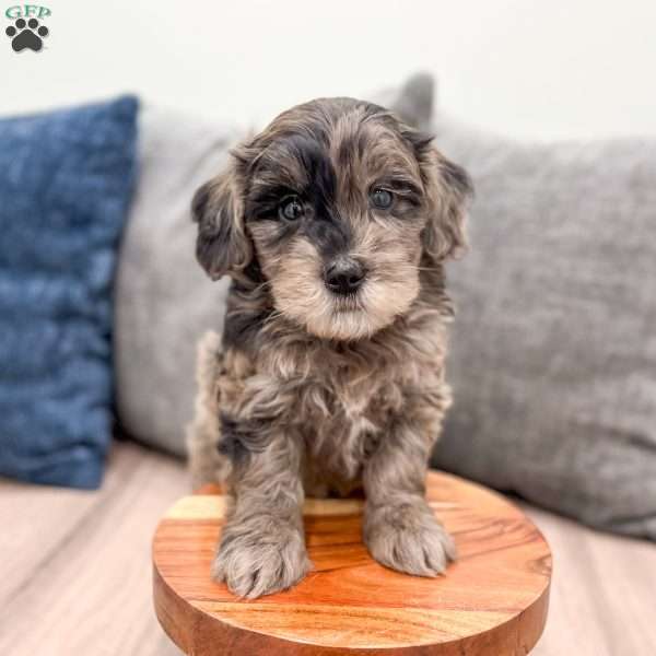 Poppy, Mini Goldendoodle Puppy