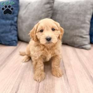 Muscles, Mini Goldendoodle Puppy