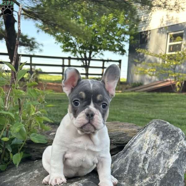 Navi, French Bulldog Puppy