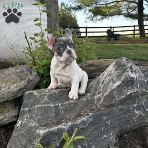 Navi, French Bulldog Puppy