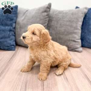 Muscles, Mini Goldendoodle Puppy