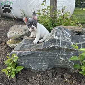 Navi, French Bulldog Puppy