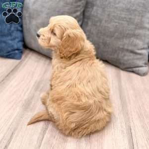 Muscles, Mini Goldendoodle Puppy
