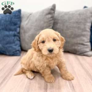 Muscles, Mini Goldendoodle Puppy