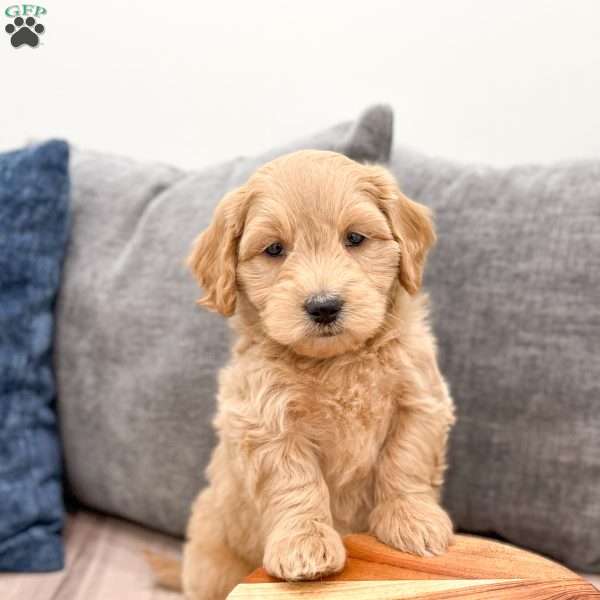Muscles, Mini Goldendoodle Puppy