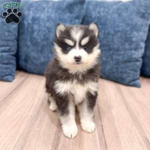 Titus, Pomsky Puppy