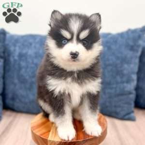 Titus, Pomsky Puppy
