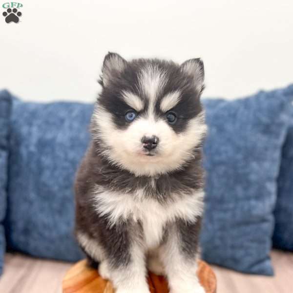 Titus, Pomsky Puppy