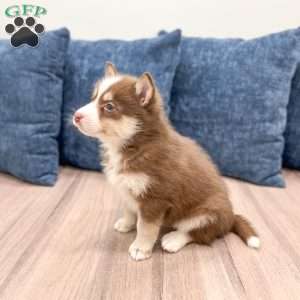 Ricky, Pomsky Puppy