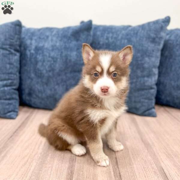 Ricky, Pomsky Puppy