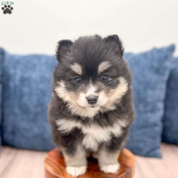 Rita, Pomsky Puppy