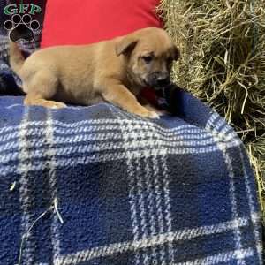 Betsy, Shiba Inu Mix Puppy