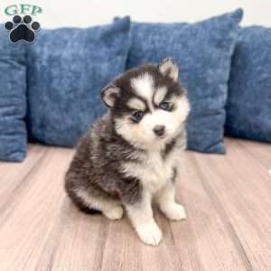 Rhonda, Pomsky Puppy