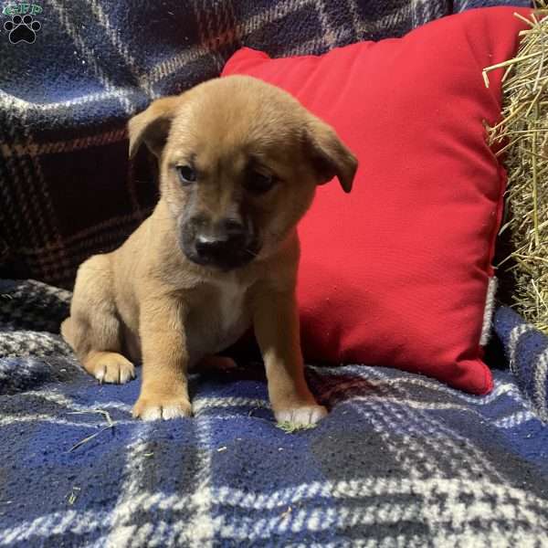 Betsy, Shiba Inu Mix Puppy