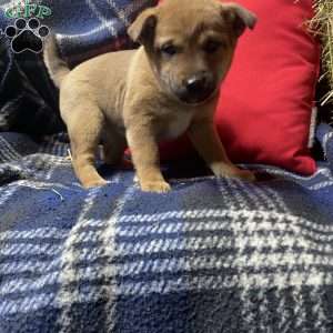 Roxy, Shiba Inu Mix Puppy