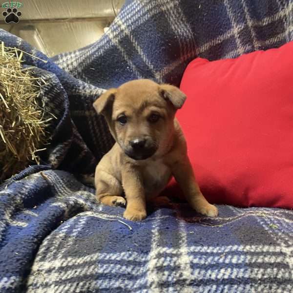 Roxy, Shiba Inu Mix Puppy