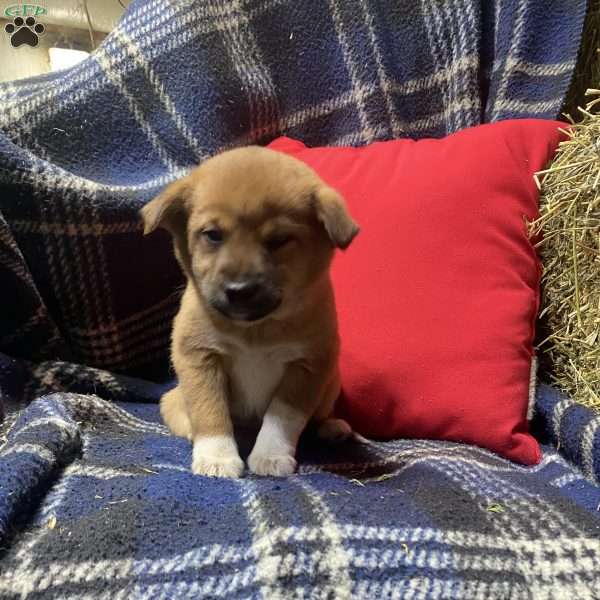 Queen, Shiba Inu Mix Puppy