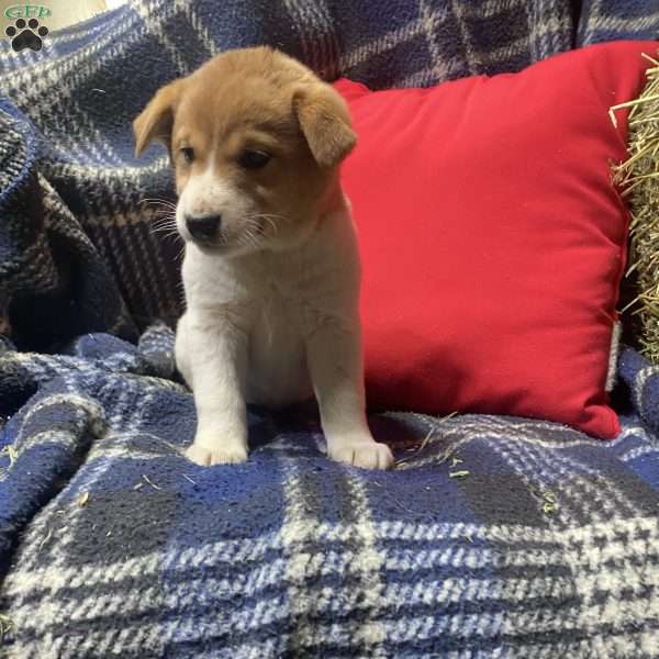 Pretty girl, Shiba Inu Mix Puppy