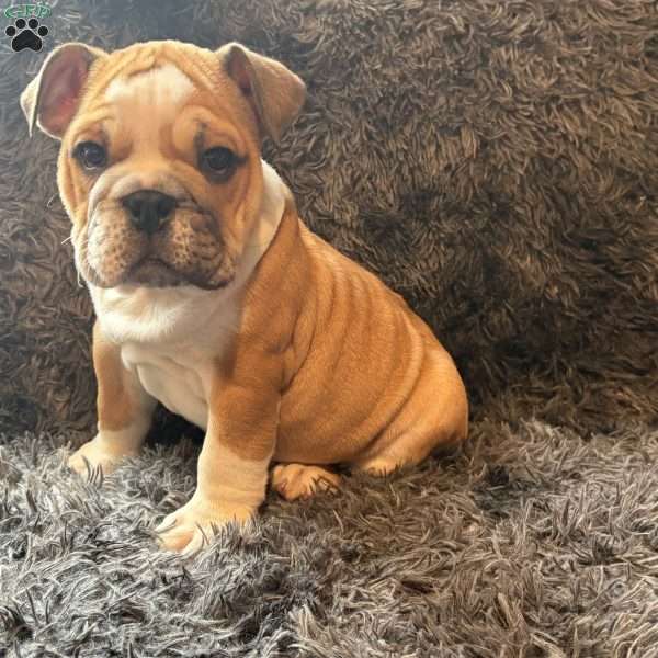 Brown, English Bulldog Puppy